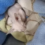 Sphynx 2 Yaş Kızımı Çiftleştirmek İstiyorum