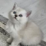 Minik Sevimli Kedilerim