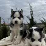 Sibirya Kurdu Köpekleri