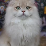 British Longhair Erkek