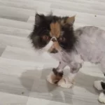 Egzotic Persian Longhair Dişi