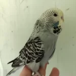 Show Jumbo Erkek Yavru Muhabbet Kuşu
