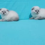 Sevimli Scottish Fold Blue Point Bebekler