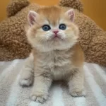 Altın Parıltısı Golden British Shorthair