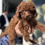 Ruhsatlı Çiftlinden Ziyarete Açık Toy Poodle Lar