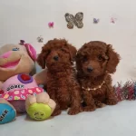 Kore Kan Poodle Yavrular
