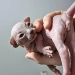 Sphynx Yavrular Rezerveye Açık