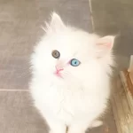Çok Nadir Bulanan Pofuduk Yavru Kedimiz