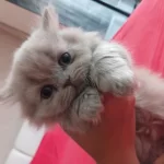 Yavru British Longhair