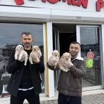 Maltipoo Yavrularımız Magazamizda Canli Görün