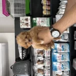 Tea Cup Dişi Maltipoo Bebeklerimiz