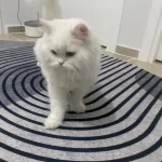 Ücretsiz Sağır Kısır Çipli Kedimiz