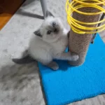 Yeni Yuvasına Hazır British Shorthair