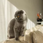 Scottish Fold Çok Uysal Prensesimiz