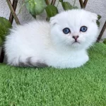 Scottish Fold Dişi Yavrumuz
