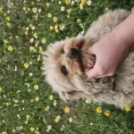 Takip Şarti İle Maltipoo Güzellik