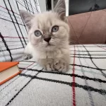 2 Aylık Yavru Kedimiz
