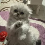 Dört Adet Scottish Fold Erkek Dişi