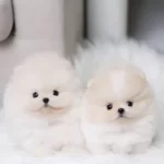 Orjinal Teacüp Pomeranian Yavrumuz
