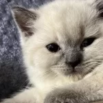 British Shorthair Blue Point Yavrularımız