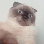 2 Yaşında Eğitimli Scottish Fold