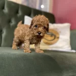 Toy Poodle Yavrularımız