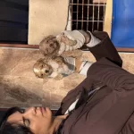 Maltipoo Bebeklerimiz