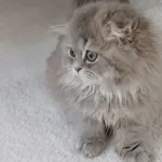 Anne Altından British Longhair Bebekler