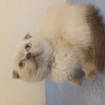 2 Aylık Scottish Fold