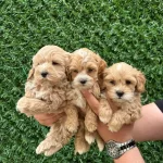 Kaliteli Sevimli Maltipoo Yavruları