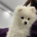 Pomeranian Yavru 7 Aylık