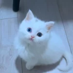 Harika Van Kedisi Tombiş