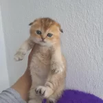 Golden Scottish Fold Kız Bebeğimiz