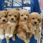 Sağlıklı Maltipoo Yavrularımız