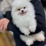 Ücretsiz Köpek Egitmeniyle Ev Düzeni Olusturma Hediyemiz