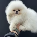 Tea Cup Teddy Face Pomeranian Ziyarete Açık