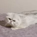 Kaderi Kötü Başlayan Kedinin Mucizesi Olurmusunuz