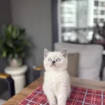 Ev Ortaminda Büyüyen British Shorthair Yavrular