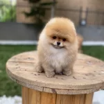 Orjinal Miss Turkey Pomeranian