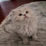 British Longhair Yavruma Yeni Yuva Arıyorum