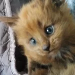1 Aylık Maine Coon Miniler