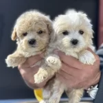 Ankarada Yasal Ruhsatlı Çiftlikten Maltipoo Yavrularımız