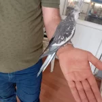 Konuşan Sultan Papağanı Ele Alışık