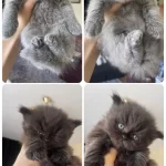 Safkan British Longhair Yavrularım