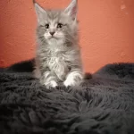 Ultra Kalite Maine Coon Yavrularımız