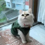 Yavru Kedimiz Peri Luna