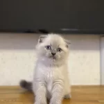 Ev Ortaminda Büyüyen Scottish Fold Yavrularim
