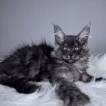 Black Smoke Dişi Maine Coon Wcf
