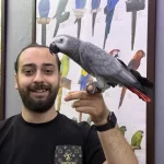 Jumbo Boy 200 Kelime Konuşan Jako Papağanimiz