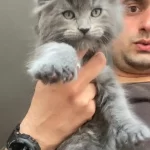 Xxxl Maine Coon Erkek Yavrular (yurt Dışı Şecereli Dereceli)